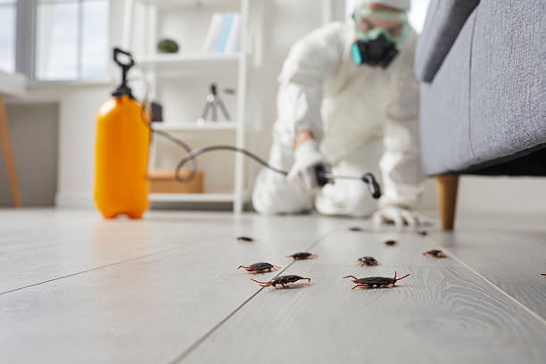 Post-Treatment Bed Bug Interceptor Monitoring in La Grange